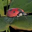 Ladybug icon