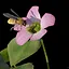 Bee icon