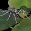 Spider icon