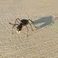 Ant icon