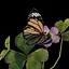 Butterfly icon
