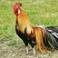 ROOSTER icon