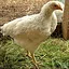 PULLET icon