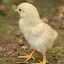 CHICKEN LITTLE icon
