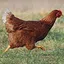 HEN icon