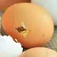 HATCHING icon