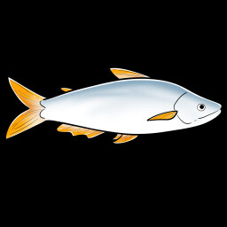 Pangasius icon