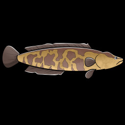 Northern Snakehead icon