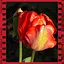 Tulip icon