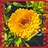 Chrysanthemums