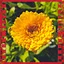 Chrysanthemums icon