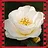 Camellia