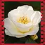 Camellia icon