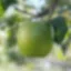 Forbidden Fruit icon