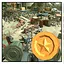 Street Cleaner icon