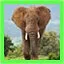 An Animal's Best Friend icon