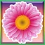 Dahlia Blossom icon