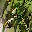 Decrepit Dragon icon