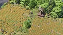 Goblin Camp Screenshot 1