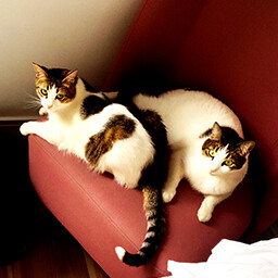 Found Tito and Mia icon