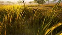 Primal Earth Screenshot 2
