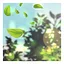 Whisked Away by the Wind icon