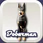 Doberman icon