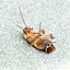 Exterminator icon