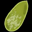 SEED icon