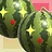 WaterMelon WaterMelon Mosikkaeng