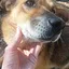 BOBI THE DOG icon