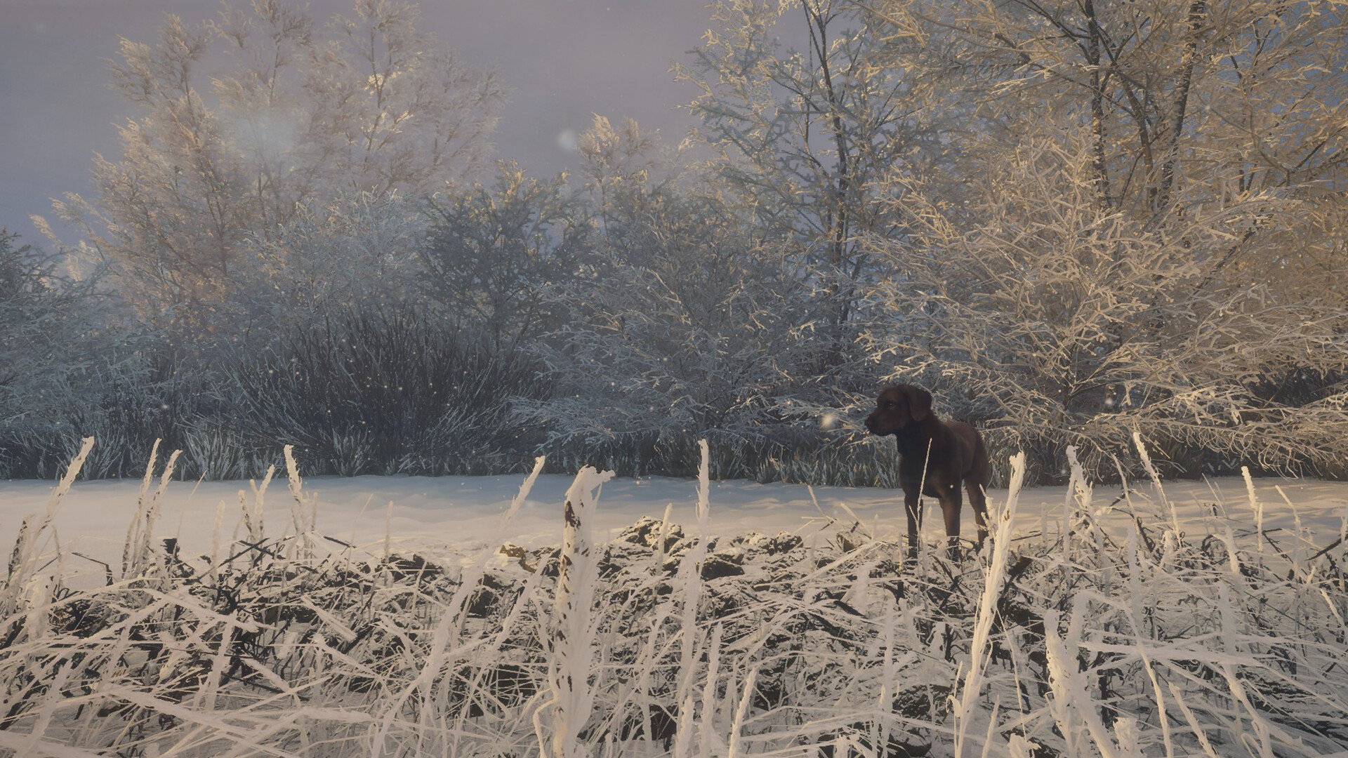 theHunter: Call of the Wild™ - Labrador Retriever Screenshot 4