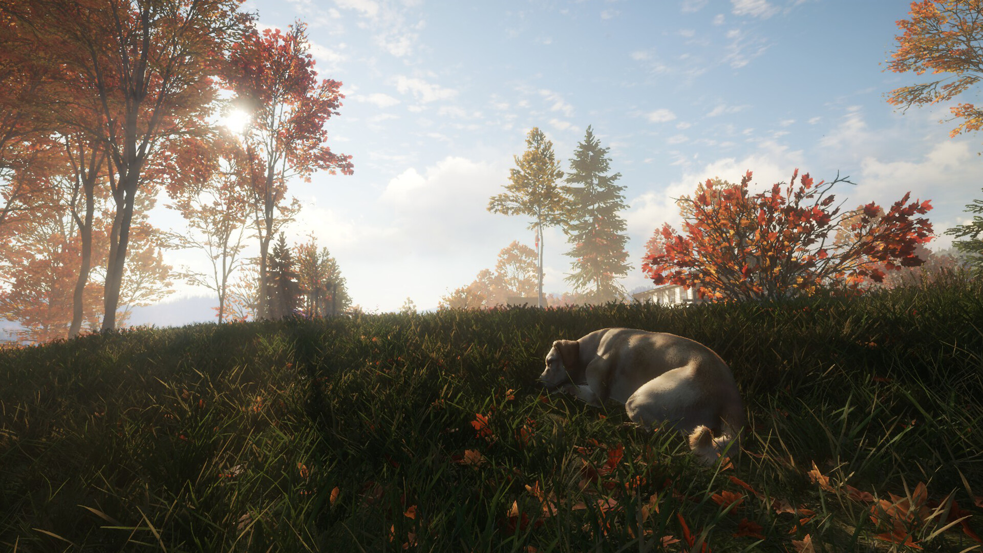 theHunter: Call of the Wild™ - Labrador Retriever Screenshot 6