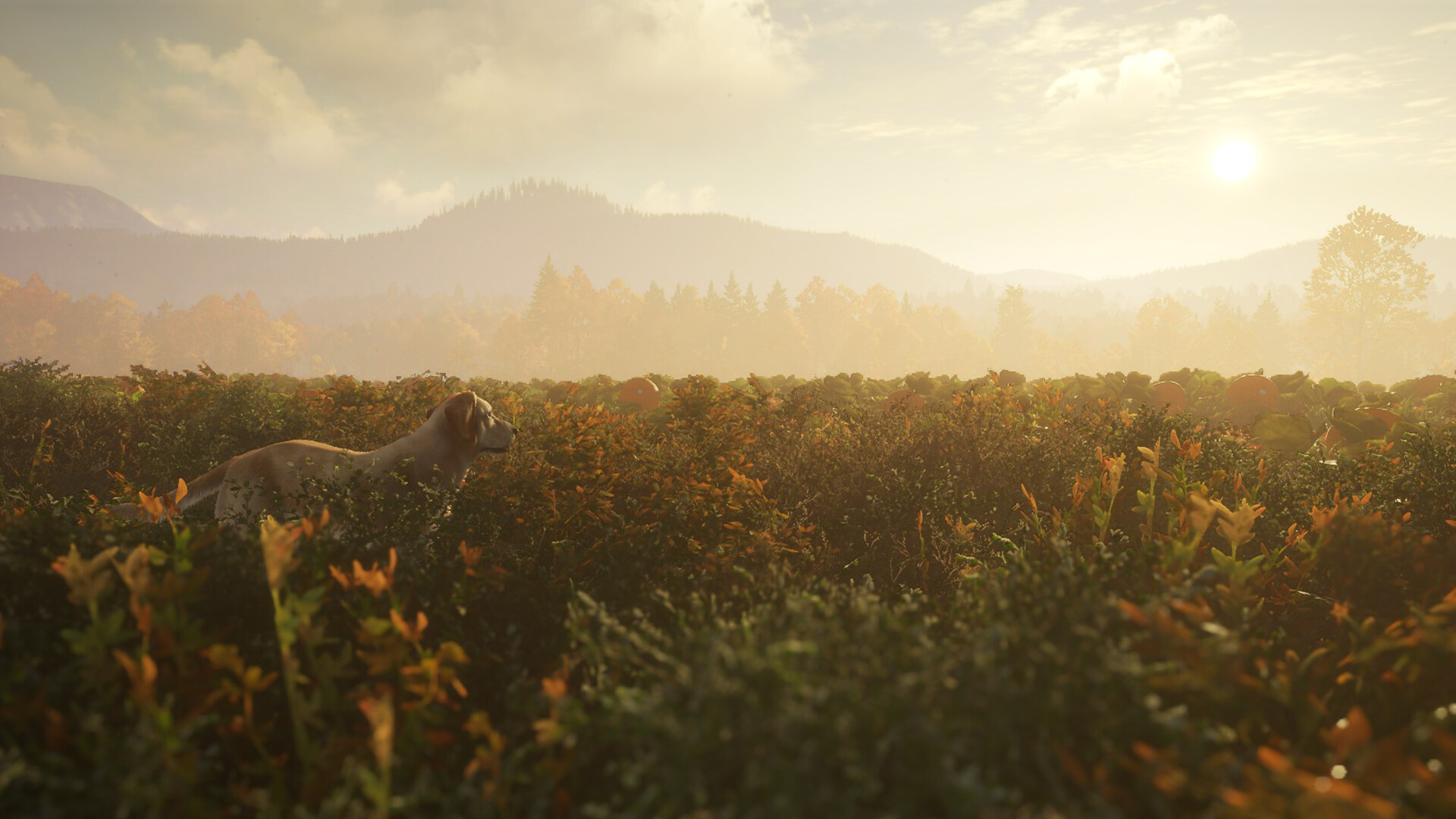 theHunter: Call of the Wild™ - Labrador Retriever Screenshot 2