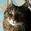 Tabby! icon