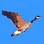 HONK HONK! icon