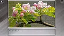 Super Jigsaw Puzzle: Generations - Flowers 2 Screenshot 19