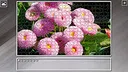 Super Jigsaw Puzzle: Generations - Flowers 2 Screenshot 8