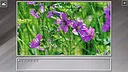 Super Jigsaw Puzzle: Generations - Flowers 2 Screenshot 26