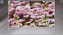 Super Jigsaw Puzzle: Generations - Flowers 2 Screenshot 7