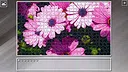 Super Jigsaw Puzzle: Generations - Flowers 2 Screenshot 13