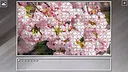 Super Jigsaw Puzzle: Generations - Flowers 2 Screenshot 24