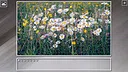 Super Jigsaw Puzzle: Generations - Flowers 2 Screenshot 12