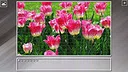 Super Jigsaw Puzzle: Generations - Flowers 2 Screenshot 21