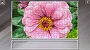 Super Jigsaw Puzzle: Generations - Flowers 2 Screenshot 0