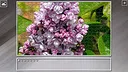 Super Jigsaw Puzzle: Generations - Flowers 2 Screenshot 16
