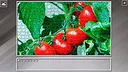 Super Jigsaw Puzzle: Generations - Agriculture Screenshot 12