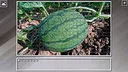 Super Jigsaw Puzzle: Generations - Agriculture Screenshot 5
