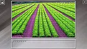 Super Jigsaw Puzzle: Generations - Agriculture Screenshot 26