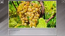 Super Jigsaw Puzzle: Generations - Agriculture Screenshot 13